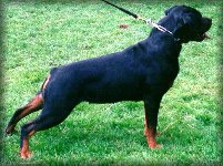 Jenecks Gitta, rottweiler female