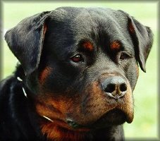 Rottweiler Heads