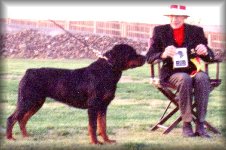 Jenecks Helka, female rottweiler
