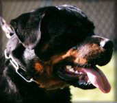Jeneck's Henja, female rottweiler