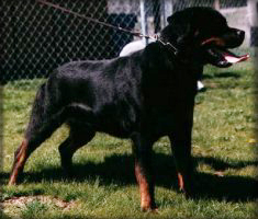 Jenecks Henja, rottweiler brood bitch