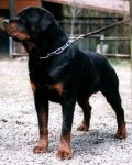 Jenecks Hero, rottweiler stud dogs
