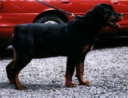 Jeneck's Jack, Uno son, Jenecks Uno offspring