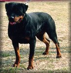 Janka vom Barrenstein, rottweilers