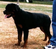 Jeneck's Jax, Uno son, Jenecks Uno offspring