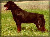 Jenecks O, rottweiler