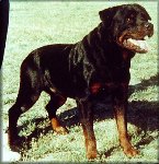 Oleo vom Haus Schmidgall, rottweiler