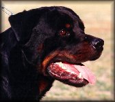 Oleo vom Haus Schmidgall, rottweiler stud dogs