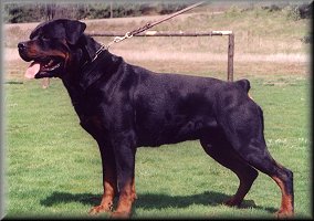 Jenecks Punch, male rottweiler