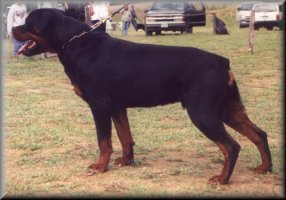 Jenecks Rex, rottweiler males, rottweiler stud dogs