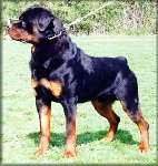 Jenecks Snaps, rottweiler stud dogs, rottweilers