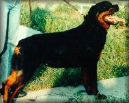 Thekla vom Hennekamp, female rottweilers