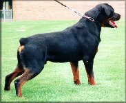 Jenecks Timm, male rottweiler