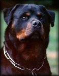 Timm vom Mummler, rottweiler stud dogs