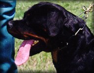 Jeneck's Tina, rottweiler female