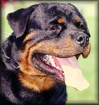 Jeneck's Uno, rottweiler stud dog