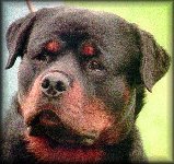 Jeneck's Uno, rottweiler stud dog