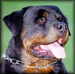 Jeneck's Wotan, rottweiler stud dogs