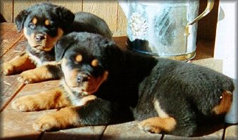 Rottweiler Youth Dogs