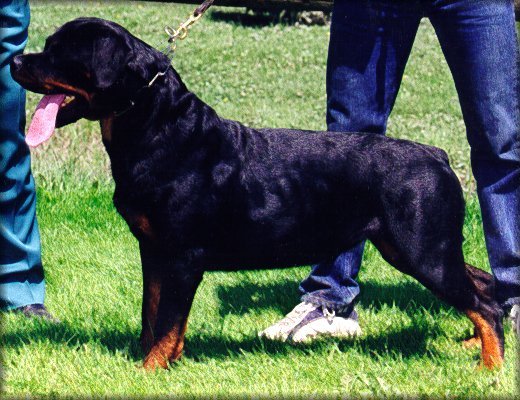 Jenecks Tina, rottweiler female
