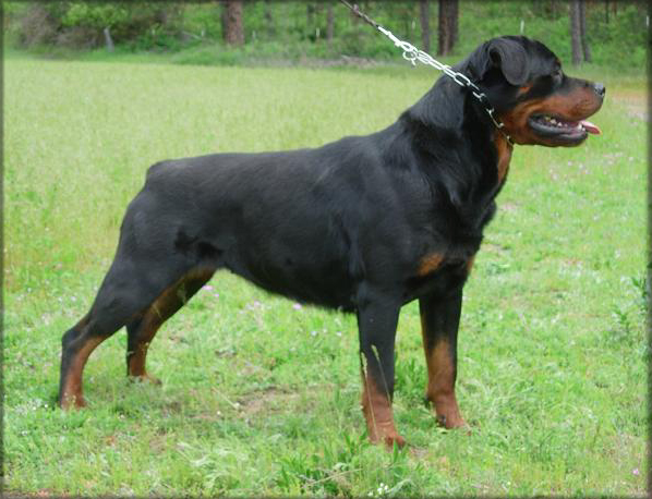 Jenecks Trina, rottweiler female