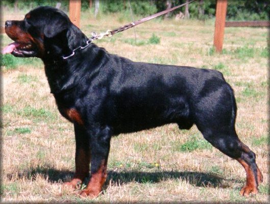 Jeneck's Uno, rottweiler stud dog, rottweiler male