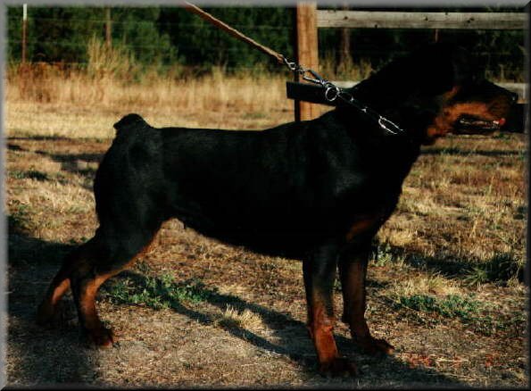 Ursa van het Damiaanoord, rottweiler female