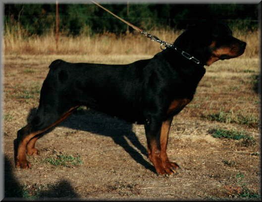 Ursa van het Damiaanoord, female rottweilers