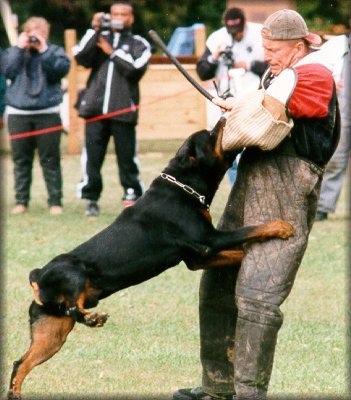 Jenecks Wotan, rottweiler