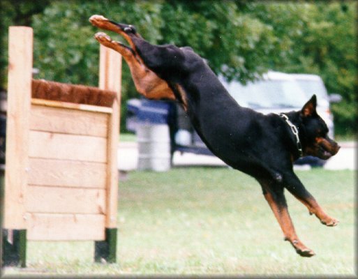 Jenecks Wotan, rottweiler