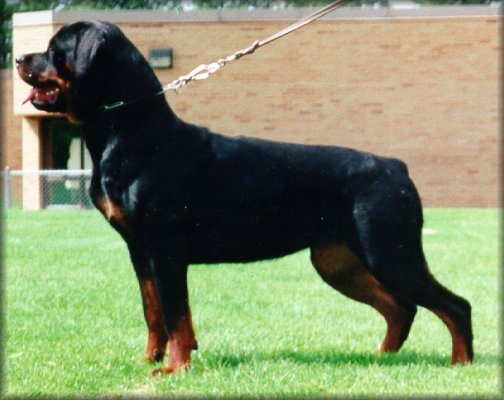 Jenecks Zara, rottweiler female